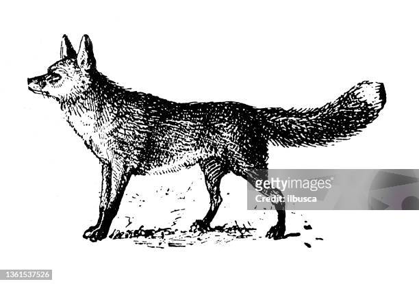 antike illustration: fuchs - fox drawing stock-grafiken, -clipart, -cartoons und -symbole