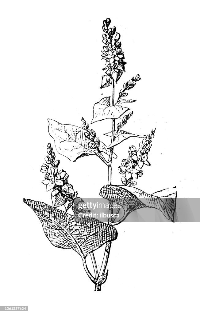 Antique illustration: Knotweed, polygonum