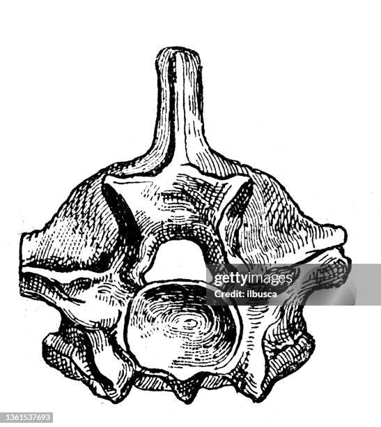 ilustraciones, imágenes clip art, dibujos animados e iconos de stock de ilustración antigua: vértebra de python - vertebrae