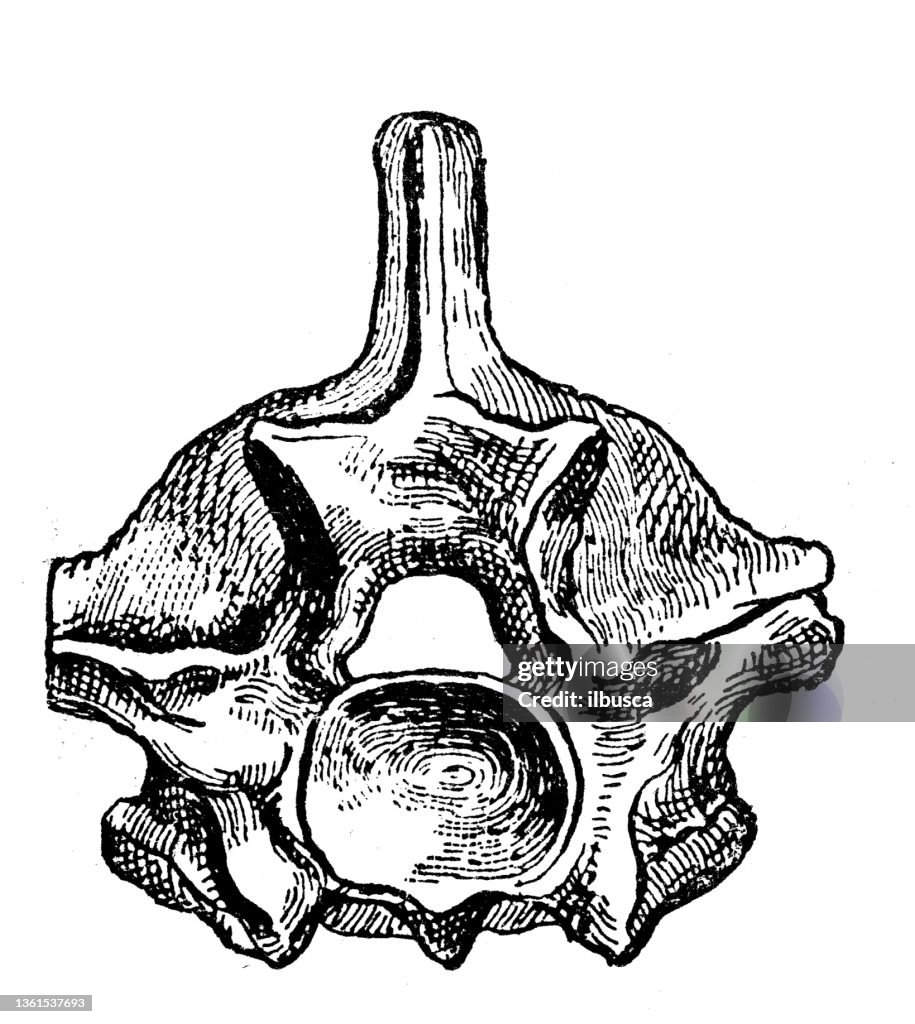Antique illustration: Python vertebra