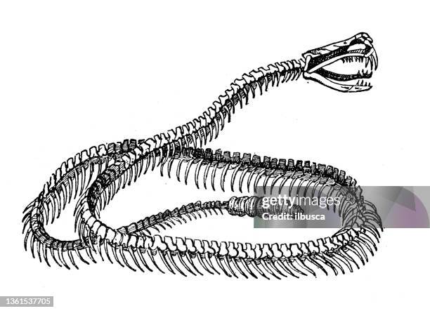 antique illustration: pit viper skeleton - adder stock illustrations