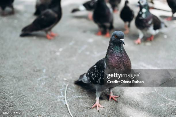 city pigeons on asphalt. - pidgeon stock pictures, royalty-free photos & images