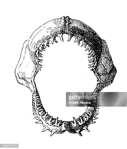 antique illustration: shark jaw - animal teeth stock illustrations