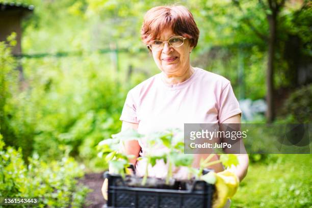 active senior woman gardening - paint tray stock pictures, royalty-free photos & images