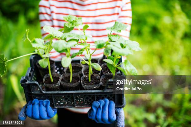 little boy gardening - paint tray stock pictures, royalty-free photos & images