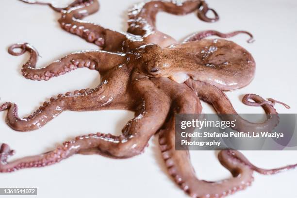 raw dead octopus on a white counter top. - animal body stock pictures, royalty-free photos & images