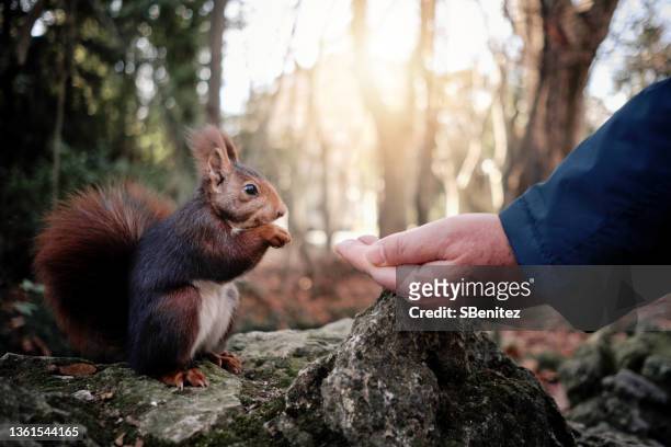 cropped hand feeding squirrel - - eating nuts stock-fotos und bilder