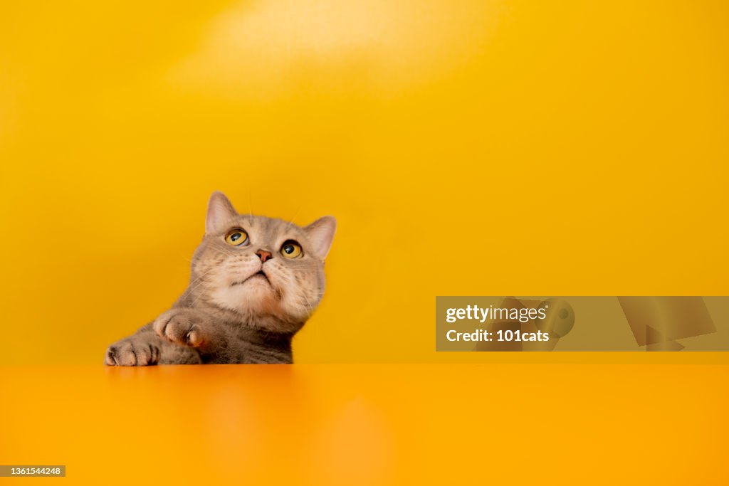 Excited cat looking looking up