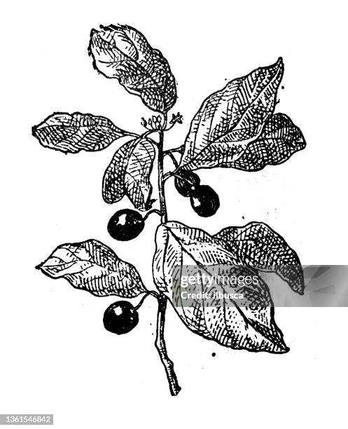 antique illustration: rhamnus, buckthorn - buckthorn stock illustrations