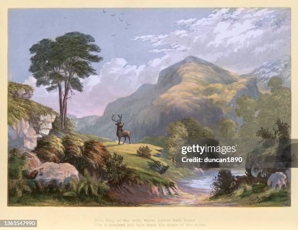 stag, monarch of the glen, king of the wild, victorian landscape art, 19th century - deer paintings stock illustrations