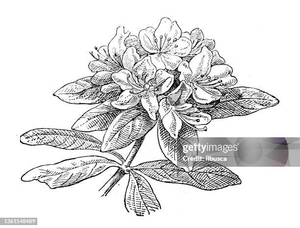 antique illustration: rhododendron - rhododendron stock illustrations