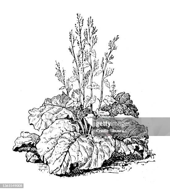 stockillustraties, clipart, cartoons en iconen met antique illustration: rhubarb - rabarber