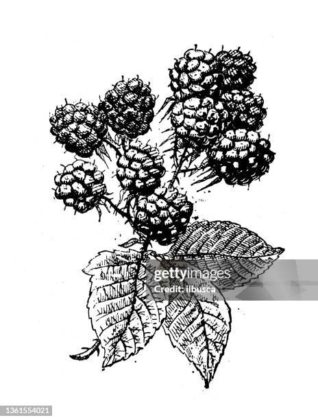 stockillustraties, clipart, cartoons en iconen met antique illustration: bramble, blackberry - bramen