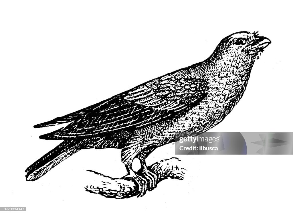 Antique illustration: broad-billed roller (Eurystomus glaucurus)