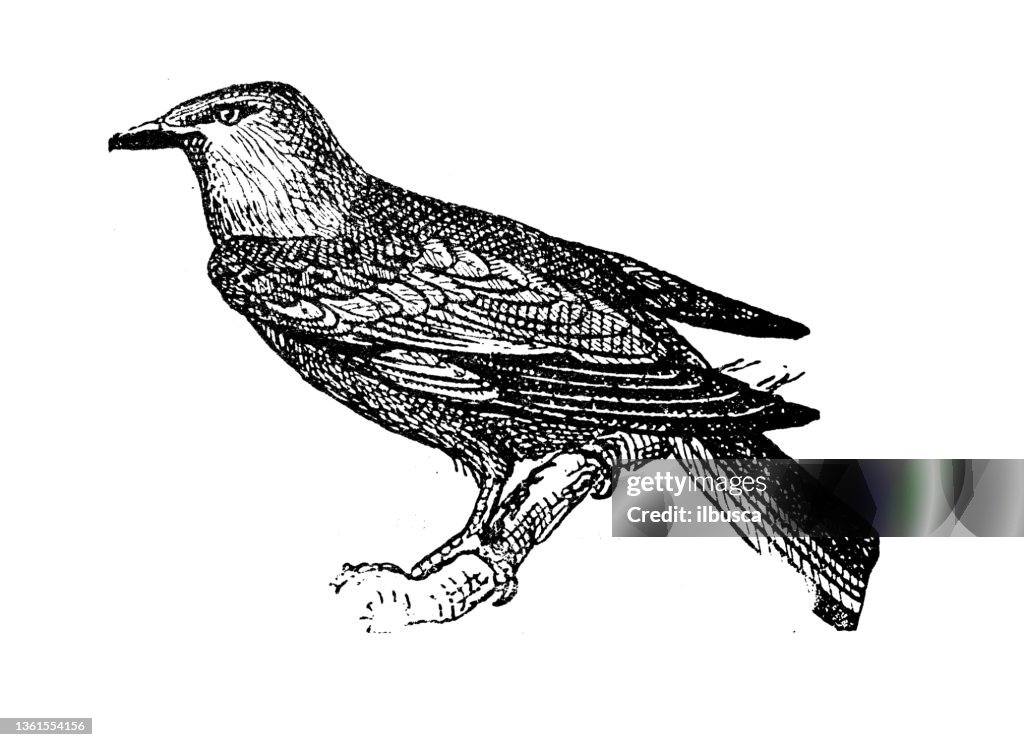 Antique illustration: European roller (Coracias garrulus)