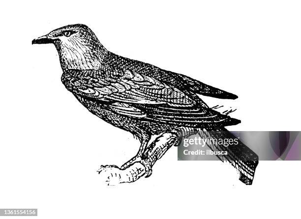 antique illustration: european roller (coracias garrulus) - abyssinian roller stock illustrations
