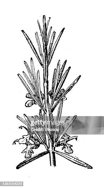 228点のローズマリーイラスト素材 Getty Images 228点のローズマリーイラスト素材 Getty Images