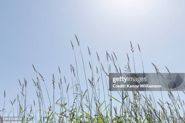 summer - long grass stock pictures, royalty-free photos & images