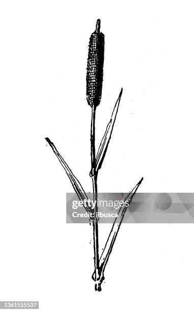 Bull Rushes Drawings Bull Rushes Photos and Premium High Res Pictures - Getty Images