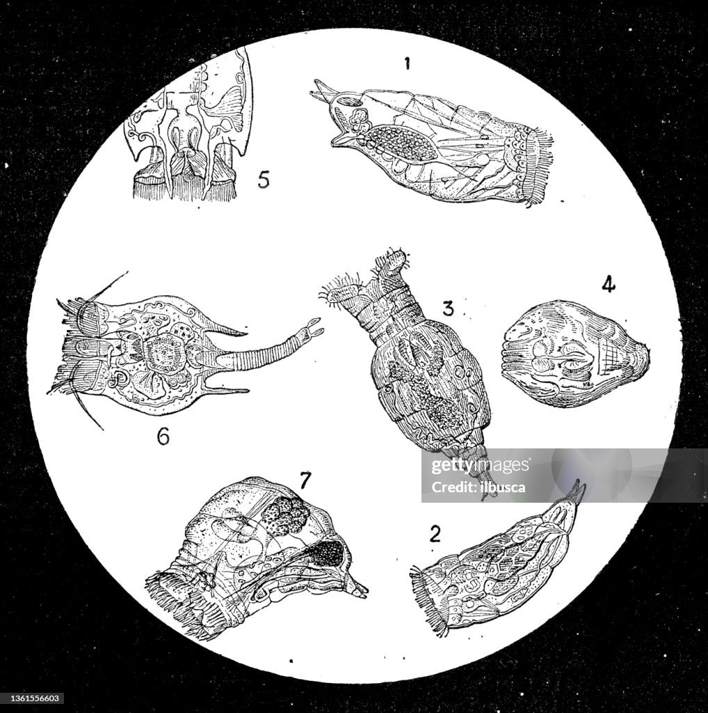 Antique illustration: Rotifer