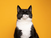 funny batman cat portrait looking judgy on yellow background