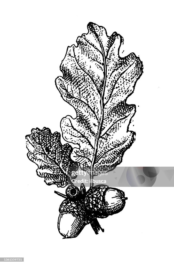 Antique illustration: Quercus petraea, sessile oak