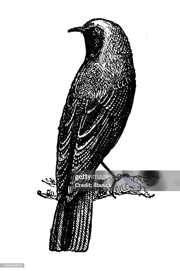 Antique illustration: black redstart (Phoenicurus ochruros)