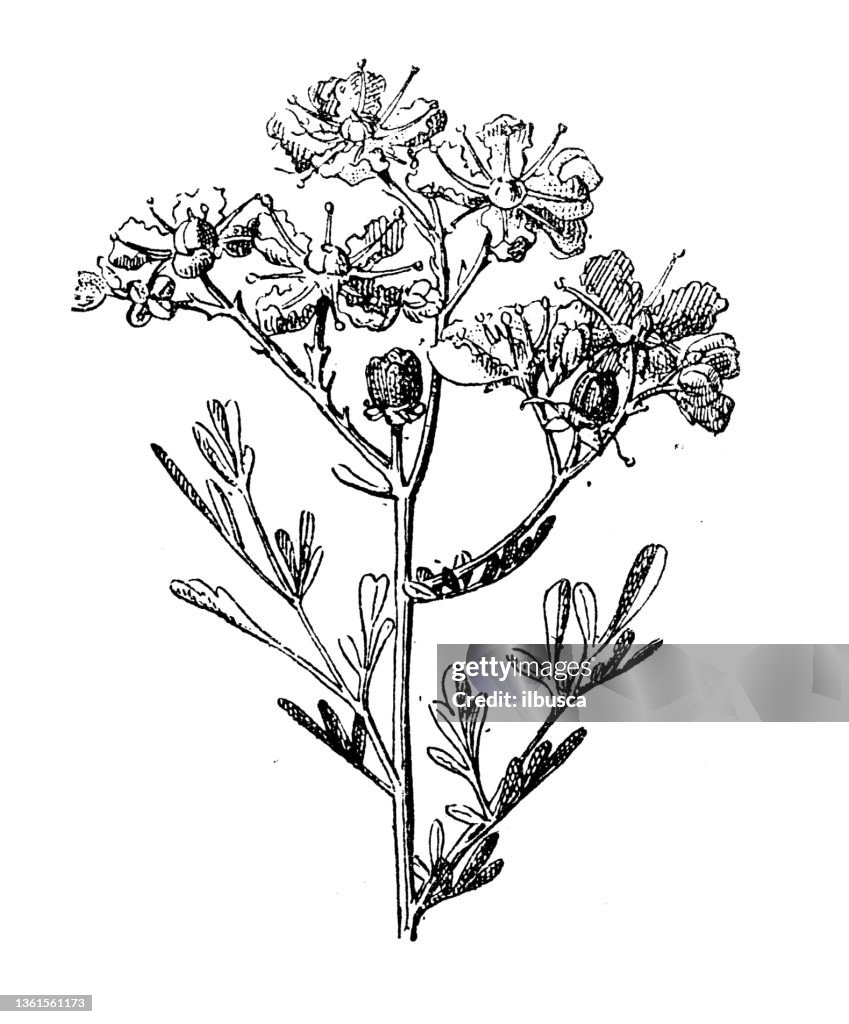Antique illustration: Ruta graveolens, street