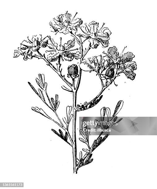 antique illustration: ruta graveolens, street - ruta graveolens stock illustrations