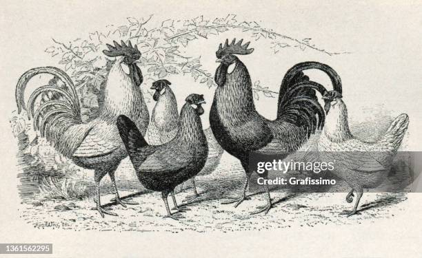 stockillustraties, clipart, cartoons en iconen met breed of chicken leghorn drawing 1891 - chicken drawing