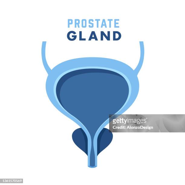 stockillustraties, clipart, cartoons en iconen met prostate and urinary bladder - prostate