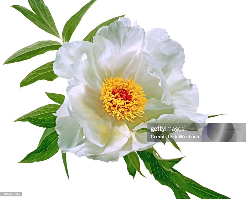 Tree peony, MUDAN, 'FENG DAN BAI' (white phoenix), Paeonia ostii cv.