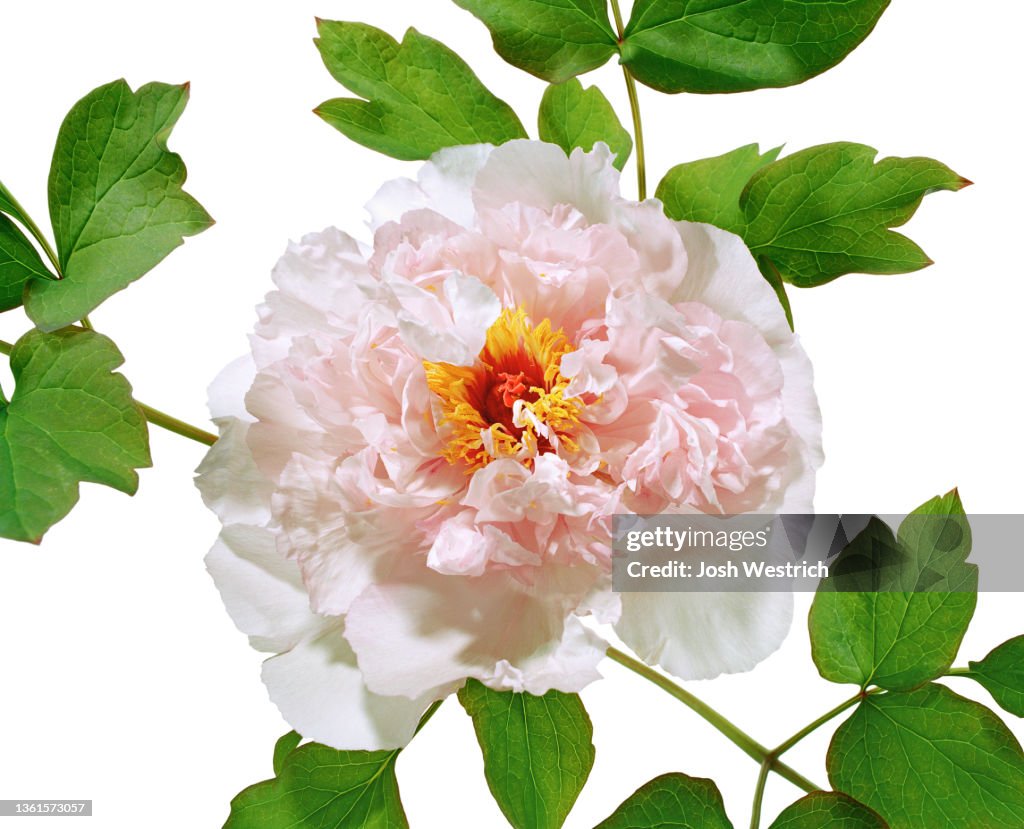 Tree peony, MUDAN, ‘SHI YUAN BAI‘ (White one from the rock garden), Shandong-hybrid