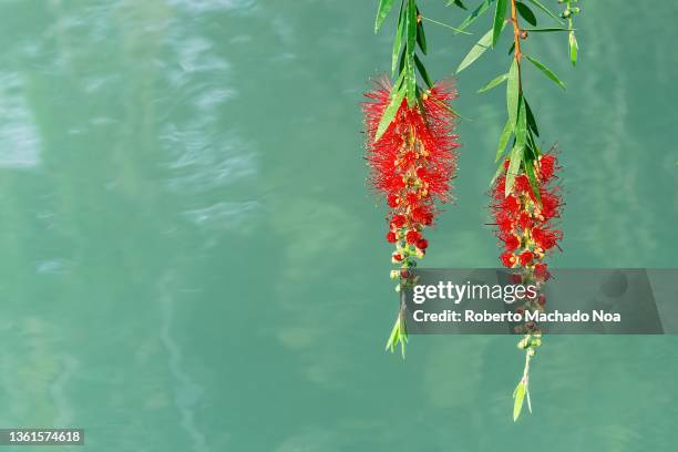 flower of the weeping bottlebrush - bottlebrush stock pictures, royalty-free photos & images