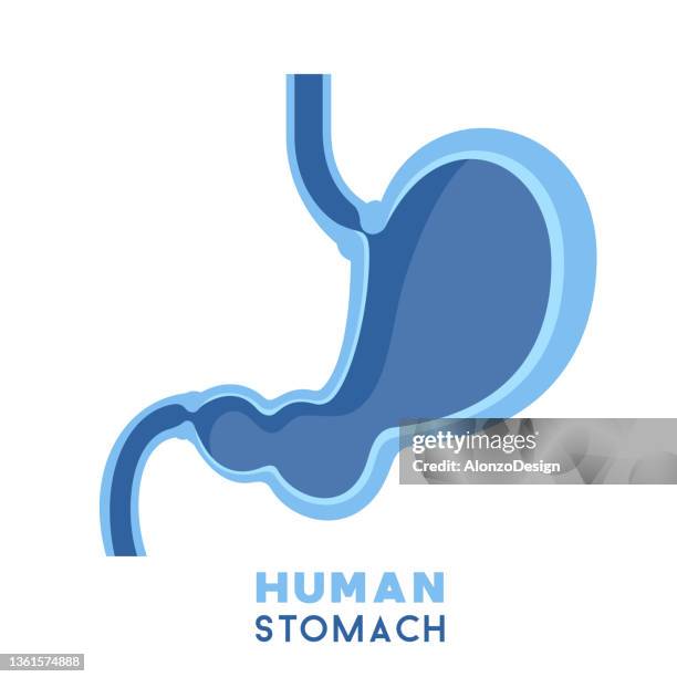 human stomach - biomedical illustration stock illustrations