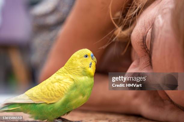 frau spielt mit grünem und gelbem wellensittich - budgerigar stock-fotos und bilder