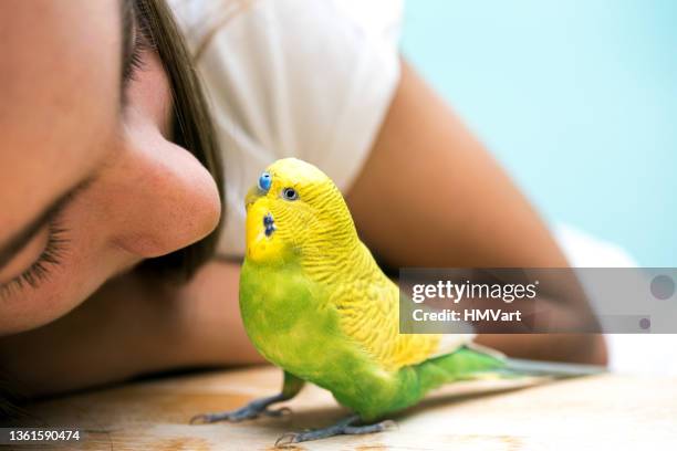 little budgerigar love - budgie stock pictures, royalty-free photos & images