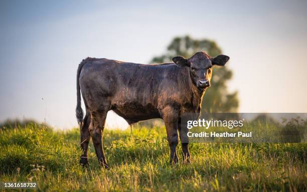 male calf standing in a field at sunset - biffkor bildbanksfoton och bilder