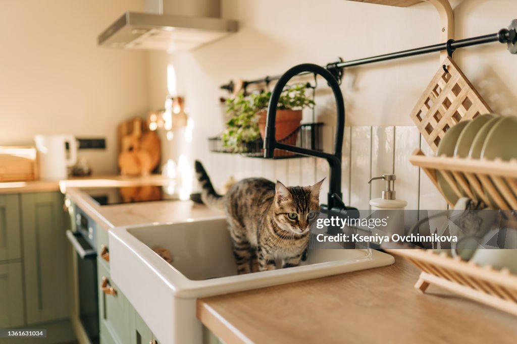Beautiful short hair cat drinking water from the tap at the kitchen