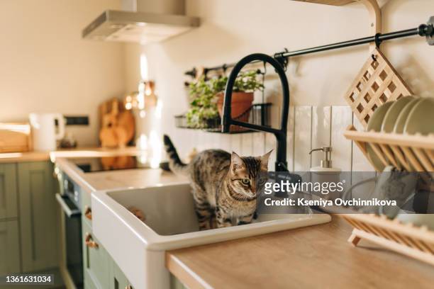 beautiful short hair cat drinking water from the tap at the kitchen - 2021 a funny thing stock pictures, royalty-free photos & images