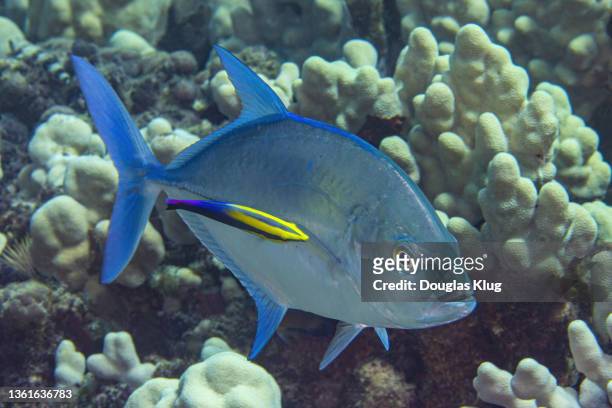 trevaly1oct3-21 - cleaner wrasse stock pictures, royalty-free photos & images