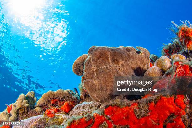 frogfish4jul30-21 - marine camouflage stock pictures, royalty-free photos & images