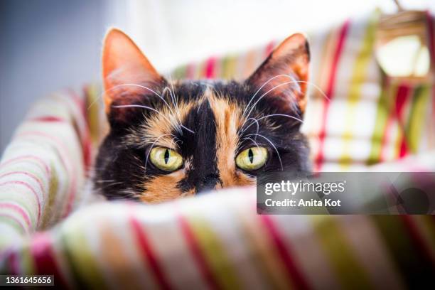 portrait of a tortie female cat - tortoise shell ストックフォトと画像