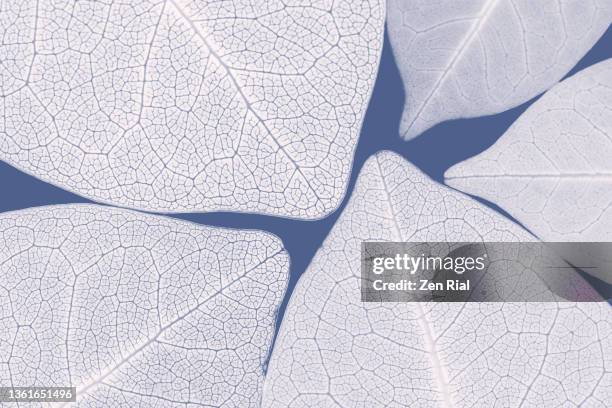 five backlit leaves color converted to white on blue background - bladnerf stockfoto's en -beelden