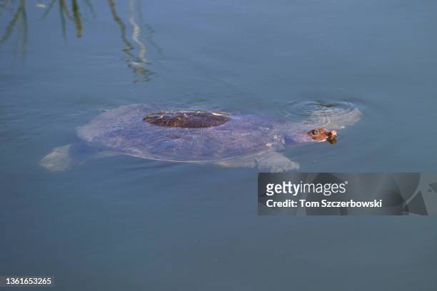 Florida softshell turtle swims at Everglades National Park on March 22, 2004 near Miami, Florida.
