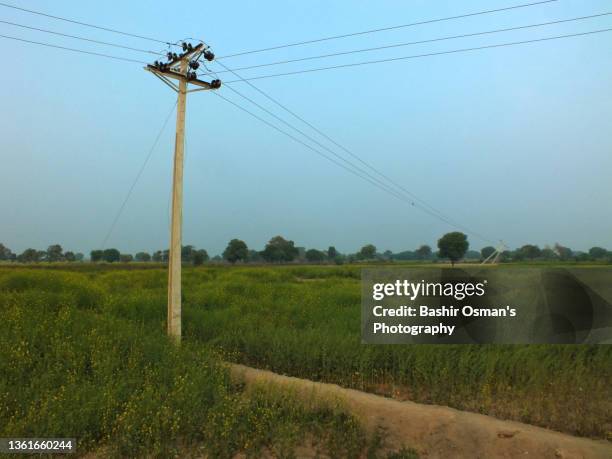 transmission wires passing through mustard field - village harvest stock pictures, royalty-free photos & images