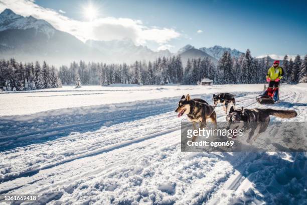 perros de trineo husky en arnés tirar - animal sledding fotografías e imágenes de stock