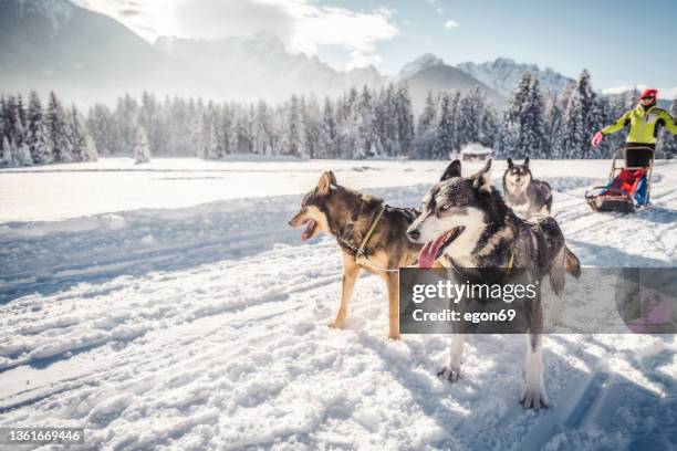 chiens de traîneau husky en harnais tirer - luge competition photos et images de collection