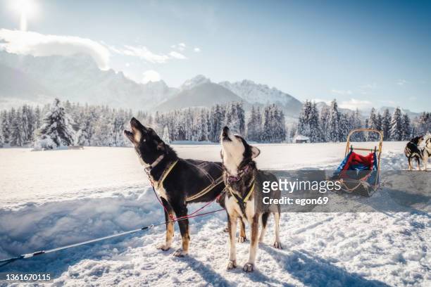 husky sled dogs in harness pull - hondensleeën stockfoto's en -beelden