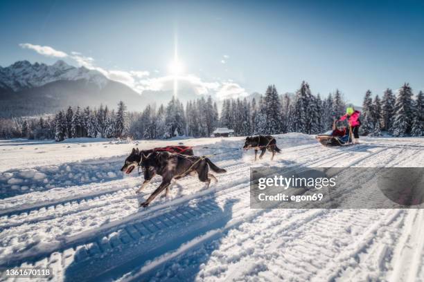 husky sled dogs in harness pull - hondensleeën stockfoto's en -beelden